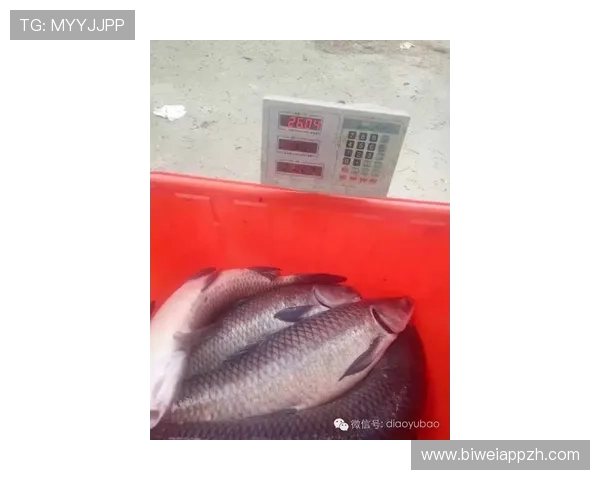 博鱼体育直播如何结合多设备支持实现无缝切换，满足不同用户需求